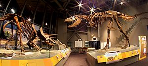 Trex-triceratops-skeletons-nd-heritage-center