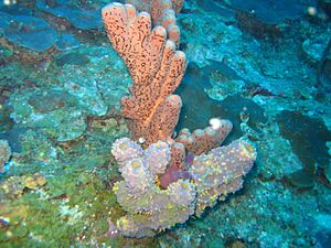 Underwater scene off the coast of Humacao, Puerto Rico