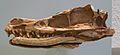 Velociraptor mongoliensis AMNH 6515