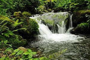 Waterfall in Mtirala National Park