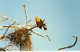 Weaver bird nesting (3445341247)