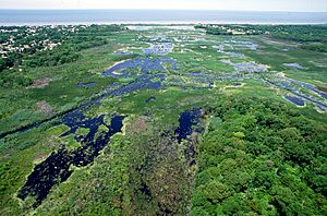 Wetlands Cape May New Jersey.jpg