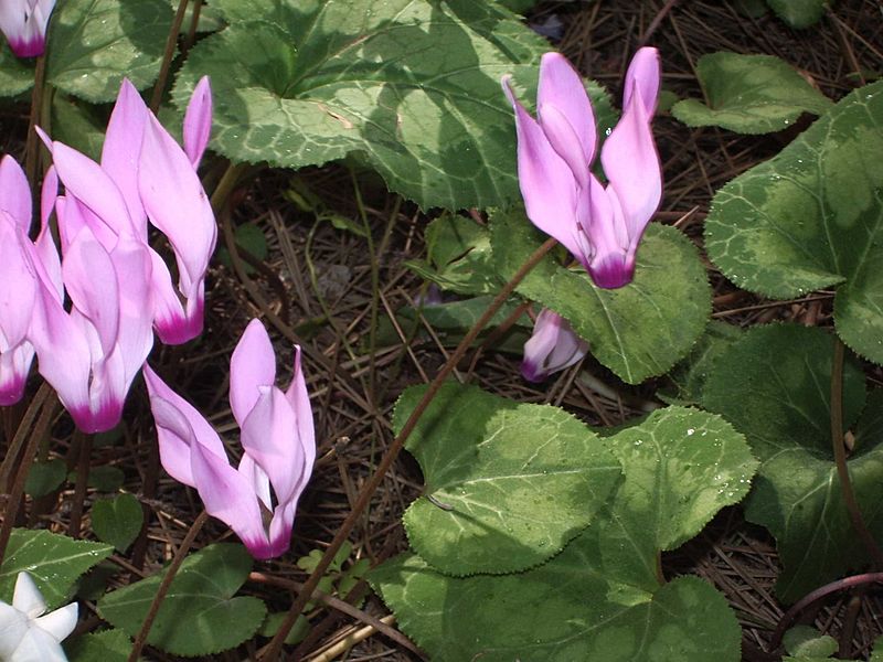 Wild cyclamens