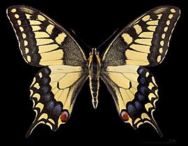 (MHNT) Papilio machaon - Chęciny (Mazovie) - Poland - male dorsal