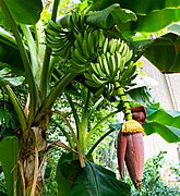 2018 06 TropicalIslands IMG 2170