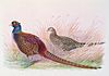 A monograph of the pheasants (10052517376).jpg