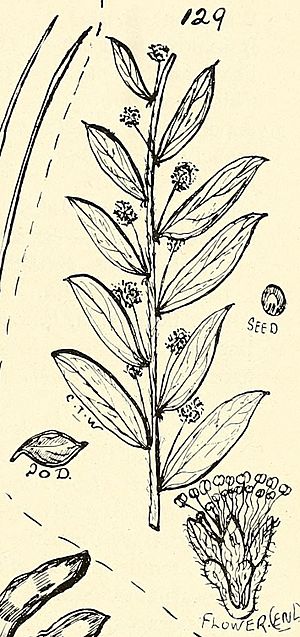 Acacia purpureapetala (14596159989).jpg