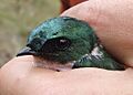 Adult female Hispaniolan Golden Swallow in hand