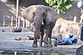 African Elephant 2018 Elesa Kim (29)
