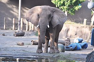 African Elephant 2018 Elesa Kim (29)