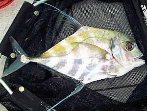 African pompano Ghana