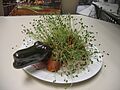 Alligator Chia Pet
