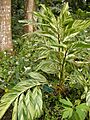 Alpinia zerumbet variegata