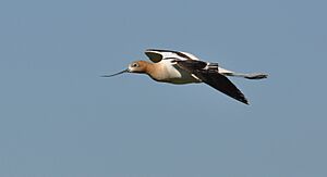 American avocet (9154932888).jpg