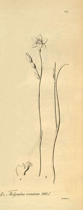 Apostasia wallichii (as Apostasia stylidioides) - Thelymitra cornicina - Xenia 2-196 (1874) - cropped 2.jpg