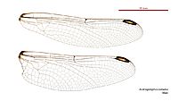 Austrogomphus cornutus male wings (34927851731)
