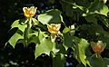 Baden-Baden-Liriodendren tulipifera-38-Tulpenbaum-Bluete-Blatt-2013-gje
