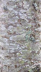 Bark of an young Arolla pine