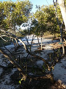 Beachmere mangroves