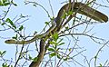 Black Mamba (Dendroaspis polylepis) juvenile (under 2m...) on top of a tree ... (30397328144)