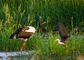 Black necked stork (Jabiru) - Fogg Dam - Northern Territory - Australia & Juvenile Pied Heron in flight