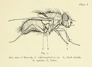 Blow-fly Graham-Smith 1913 35