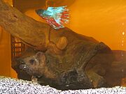 Bogwood Betta