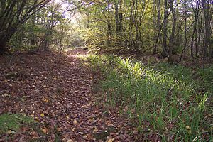 Bridleway in Ellenden Wood (2) - geograph.org.uk - 1559711