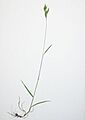 Bromus hordeaceus habitus