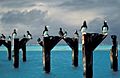 Brown boobies atop pier posts at Johnston Atoll NWR