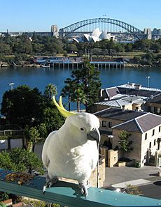 Cacatua galerita -balcony -Sydney -Australia-8d-2cr