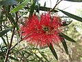 Callistemon 'Kings Park Special'