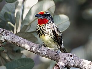 Capito niger - Black-spotted barbet (female); Manaus, Amazonas, Brazil.jpg