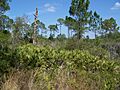 Cedar Key Scrub State Reserve01