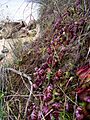 Cephalotus follicularis Hennern 4