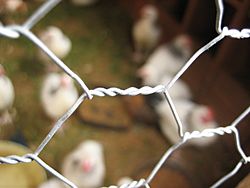 Chicken Wire close-up