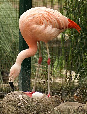 Chilenischer Flamingo Tiergarten Bernburg 2007.jpg