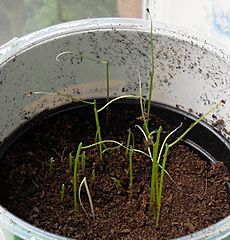 Chive seedlings sprouting
