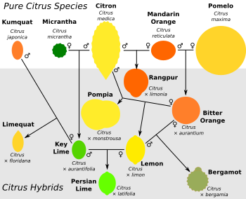 Citrus hybrids