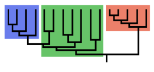 Clade-grade II