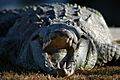 Croc profile (3), NPSPhoto (9258471158)