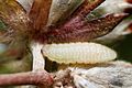 Cupido minimus caterpillar