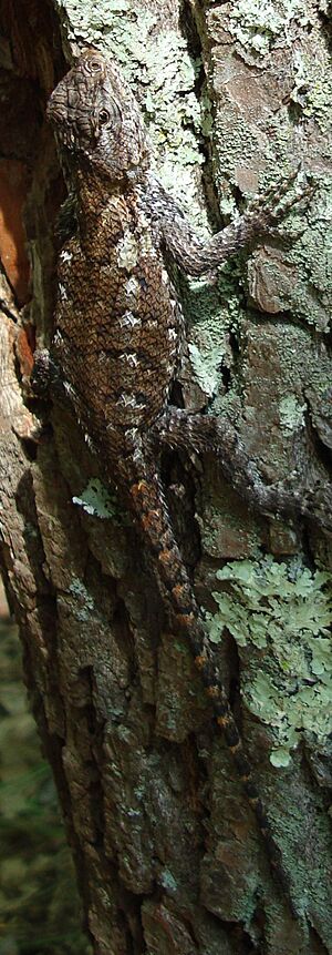 Eastern Fence Lizard on Tree