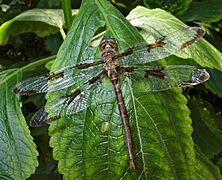 Epitheca princeps1