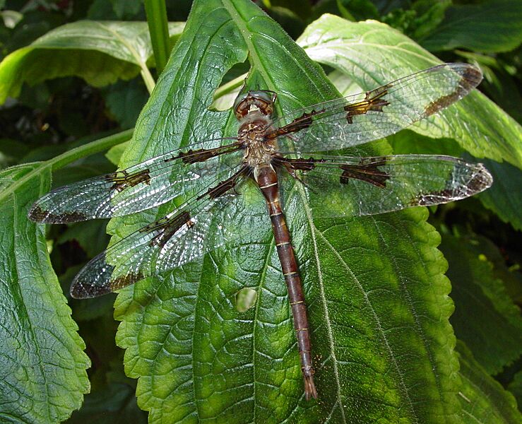 Epitheca princeps1