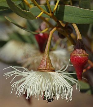 Eucalyptus armillata flowers.jpg