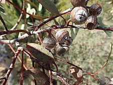 Eucalyptus lane-poolei fruit(2)
