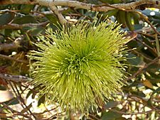 Eucalyptus lehmannii (flower)