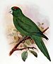 Guadeloupe parakeet