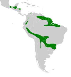 Falco deiroleucus map.svg